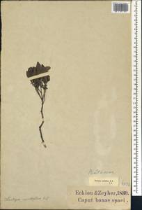 Elaeodendron schinoides Spreng., Africa (AFR) (South Africa)