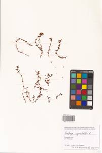Saxifraga oppositifolia L., Eastern Europe, Northern region (E1) (Russia)