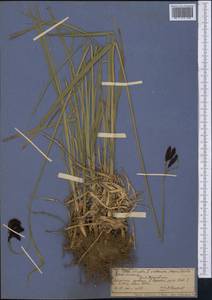 Carex atrata L., Middle Asia, Northern & Central Tian Shan (M4) (Kyrgyzstan)