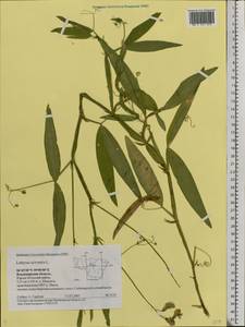 Lathyrus sylvestris L., Eastern Europe, Central region (E4) (Russia)