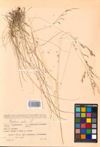 Festuca rubra L., Eastern Europe, North Ukrainian region (E11) (Ukraine)