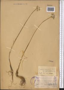 Allium inderiense Fisch. ex Bunge, Middle Asia, Northern & Central Tian Shan (M4) (Kazakhstan)