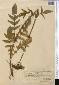 Valeriana dubia Bunge, Middle Asia, Northern & Central Tian Shan (M4) (Kazakhstan)