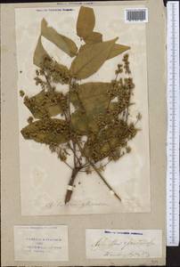 Ailanthus altissima (Miller) Swingle, Middle Asia, Syr-Darian deserts & Kyzylkum (M7) (Uzbekistan)