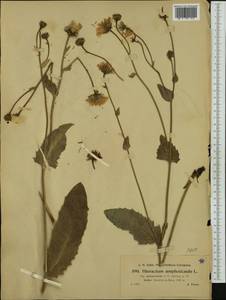 Hieracium pulmonarioides subsp. spelaeum (Arv.-Touv.) Greuter, Western Europe (EUR) (France)