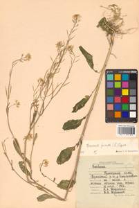 Brassica juncea (L.) Czern., Siberia, Russian Far East (S6) (Russia)