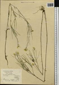 Erysimum diffusum Ehrh., Eastern Europe, Central forest-and-steppe region (E6) (Russia)