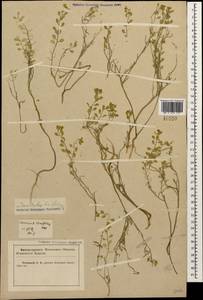 Meniocus linifolius (Stephan ex Willd.) DC., Caucasus, Krasnodar Krai & Adygea (K1a) (Russia)