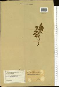 Sibbaldianthe bifurca subsp. bifurca, Siberia, Altai & Sayany Mountains (S2) (Russia)