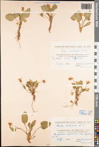 Viola ambigua Waldst. & Kit., Eastern Europe, North Ukrainian region (E11) (Ukraine)