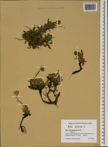 Aster alpinus L., Caucasus, South Ossetia (K4b) (South Ossetia)
