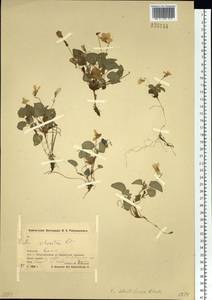 Viola kusanoana Makino, Siberia, Chukotka & Kamchatka (S7) (Russia)