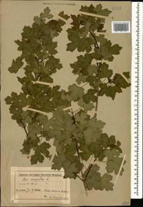 Acer campestre L., Caucasus, Azerbaijan (K6) (Azerbaijan)