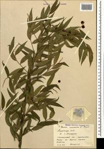 Danae racemosa (L.) Moench, Caucasus, Azerbaijan (K6) (Azerbaijan)