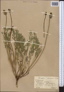 Astragalus subscaposus M. Popov ex A.G. Borisova, Middle Asia, Western Tian Shan & Karatau (M3) (Kazakhstan)