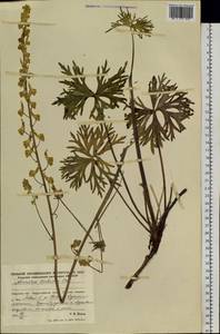 Aconitum barbatum Patrin ex Pers., Siberia, Russian Far East (S6) (Russia)