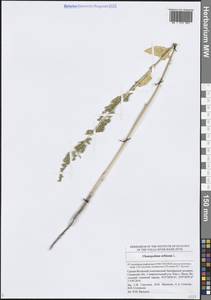 Oxybasis urbica (L.) S.Fuentes, Uotila & Borsch, Eastern Europe, Middle Volga region (E8) (Russia)