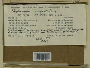 Plagiomnium confertidens (Lindb. & Arnell) T.J. Kop., Bryophytes, Bryophytes - Russian Far East (excl. Chukotka & Kamchatka) (B20) (Russia)