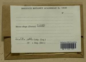 Hygrohypnum luridum (Hedw.) Jenn., Bryophytes, Bryophytes - Middle Asia & Kazakhstan (B16) (Tajikistan)