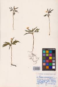 Anemone ranunculoides L., Eastern Europe, Middle Volga region (E8) (Russia)