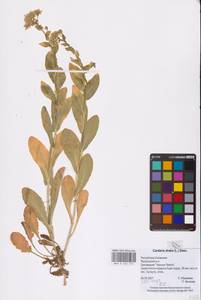 Lepidium draba L., Eastern Europe, Lower Volga region (E9) (Russia)