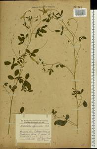 Melilotus officinalis (L.)Pall., Eastern Europe, North Ukrainian region (E11) (Ukraine)