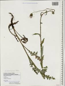 Carduus adpressus subsp. novorossicus (Porten.) Zernov, Caucasus, Black Sea Shore (from Novorossiysk to Adler) (K3) (Russia)