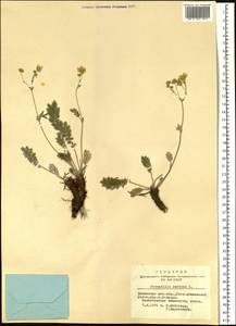 Potentilla sericea L., Siberia, Altai & Sayany Mountains (S2) (Russia)