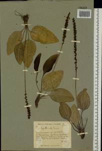 Plantago cornuti Gouan, Eastern Europe, Lower Volga region (E9) (Russia)