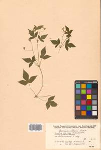 Geranium wilfordii Maxim., Siberia, Russian Far East (S6) (Russia)