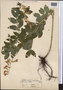 Lathyrus gmelinii (Fisch. ex Ser.) Fritsch, Middle Asia, Northern & Central Tian Shan (M4) (Kyrgyzstan)