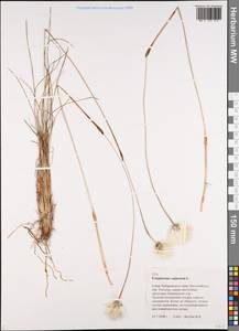 Eriophorum vaginatum L., Siberia, Russian Far East (S6) (Russia)