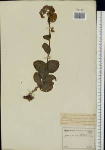 Hylotelephium maximum (L.) Holub, Eastern Europe, Central forest-and-steppe region (E6) (Russia)