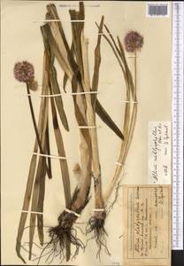Allium platyspathum subsp. amblyophyllum (Kar. & Kir.) N.Friesen, Middle Asia, Northern & Central Tian Shan (M4) (Kyrgyzstan)