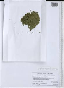 Lemna minor L., Eastern Europe, Central forest region (E5) (Russia)