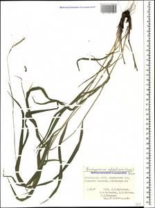 Brachypodium sylvaticum (Huds.) P.Beauv., Caucasus, Dagestan (K2) (Russia)