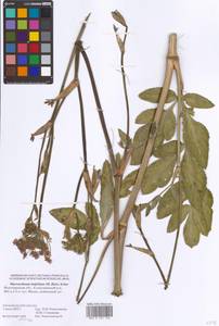 Macroselinum latifolium (M. Bieb.) Schur, Eastern Europe, Lower Volga region (E9) (Russia)