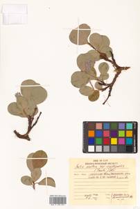 Salix arctica subsp. crassijulis (Trautv.) A. K. Skvortsov, Siberia, Chukotka & Kamchatka (S7) (Russia)
