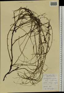 Chondrilla brevirostris Fisch. & C. A. Mey., Siberia, Russian Far East (S6) (Russia)