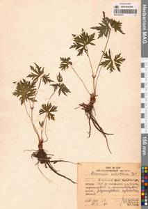 Geranium erianthum DC., Siberia, Russian Far East (S6) (Russia)