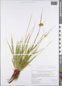 Carex pseudocyperus L., Eastern Europe, Central forest region (E5) (Russia)