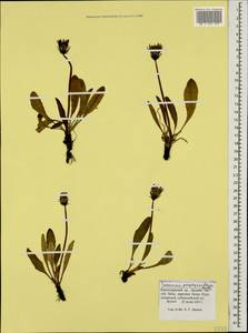 Taraxacum porphyranthum Boiss., Caucasus, Krasnodar Krai & Adygea (K1a) (Russia)