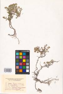 MHA 0 156 886, Thymus calcareus Klokov & Des.-Shost., Eastern Europe, Lower Volga region (E9) (Russia)
