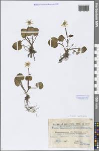 Ficaria calthifolia Rchb., Eastern Europe, North Ukrainian region (E11) (Ukraine)