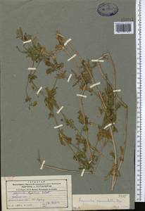 Galium pseudorivale Tzvelev, Middle Asia, Northern & Central Tian Shan (M4) (Kazakhstan)