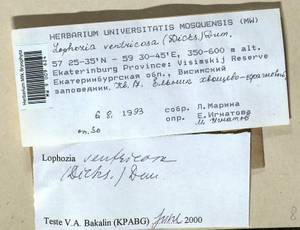 Lophozia ventricosa (Dicks.) Dumort., Bryophytes, Bryophytes - Permsky Krai, Udmurt Republic, Sverdlovsk & Kirov Oblasts (B8) (Russia)