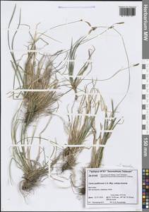 Carex rhizina subsp. reventa (V.I.Krecz.) T.V.Egorova, Siberia, Central Siberia (S3) (Russia)