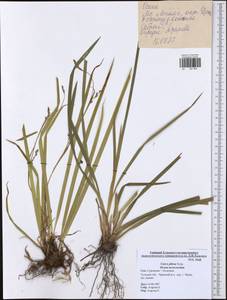 Carex pilosa Scop., Eastern Europe, Central region (E4) (Russia)