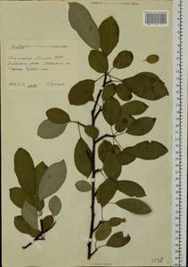 Malus, Eastern Europe, South Ukrainian region (E12) (Ukraine)