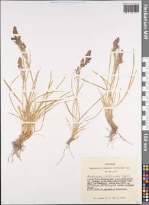 Deschampsia koelerioides Regel, Siberia, Altai & Sayany Mountains (S2) (Russia)